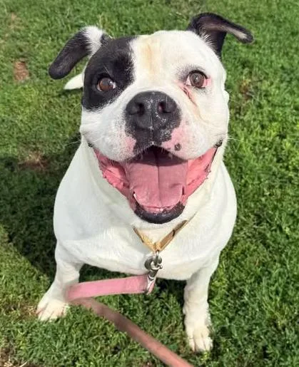 An adult medium-sized male Black Pit Bull Terrier dog named Beefcake for adoption in Euclid, OH