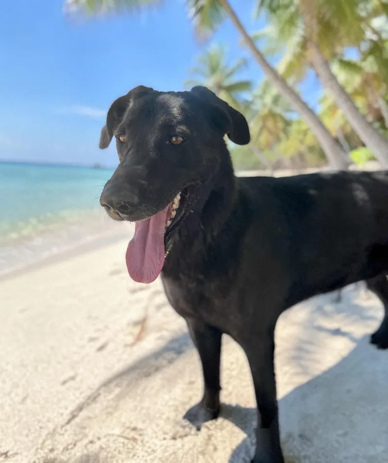 An adult medium-sized male Black Black Labrador Retriever dog named Domino for adoption in Ventura, CA