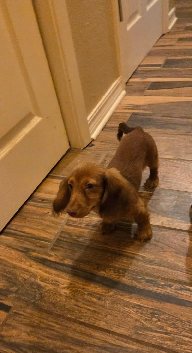 A baby small-sized female Golden Dachshund dog named Nutmeg for adoption in Chicopee, MA