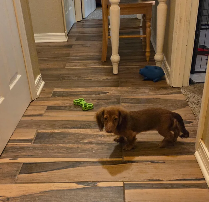 Nutmeg thumbnail 2