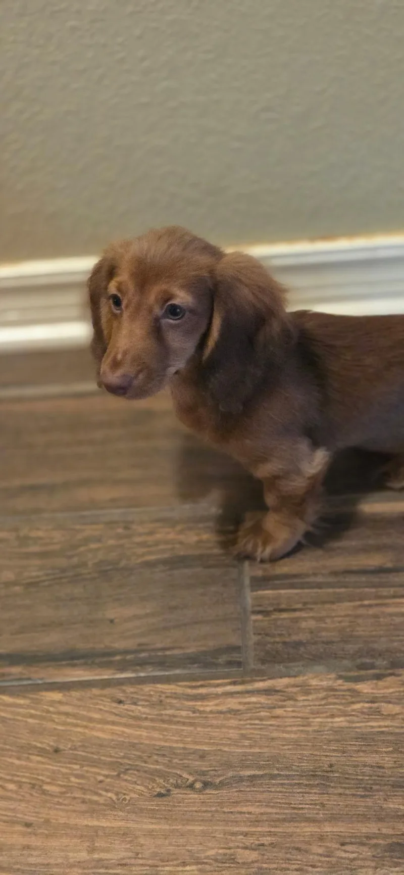 Nutmeg thumbnail 3
