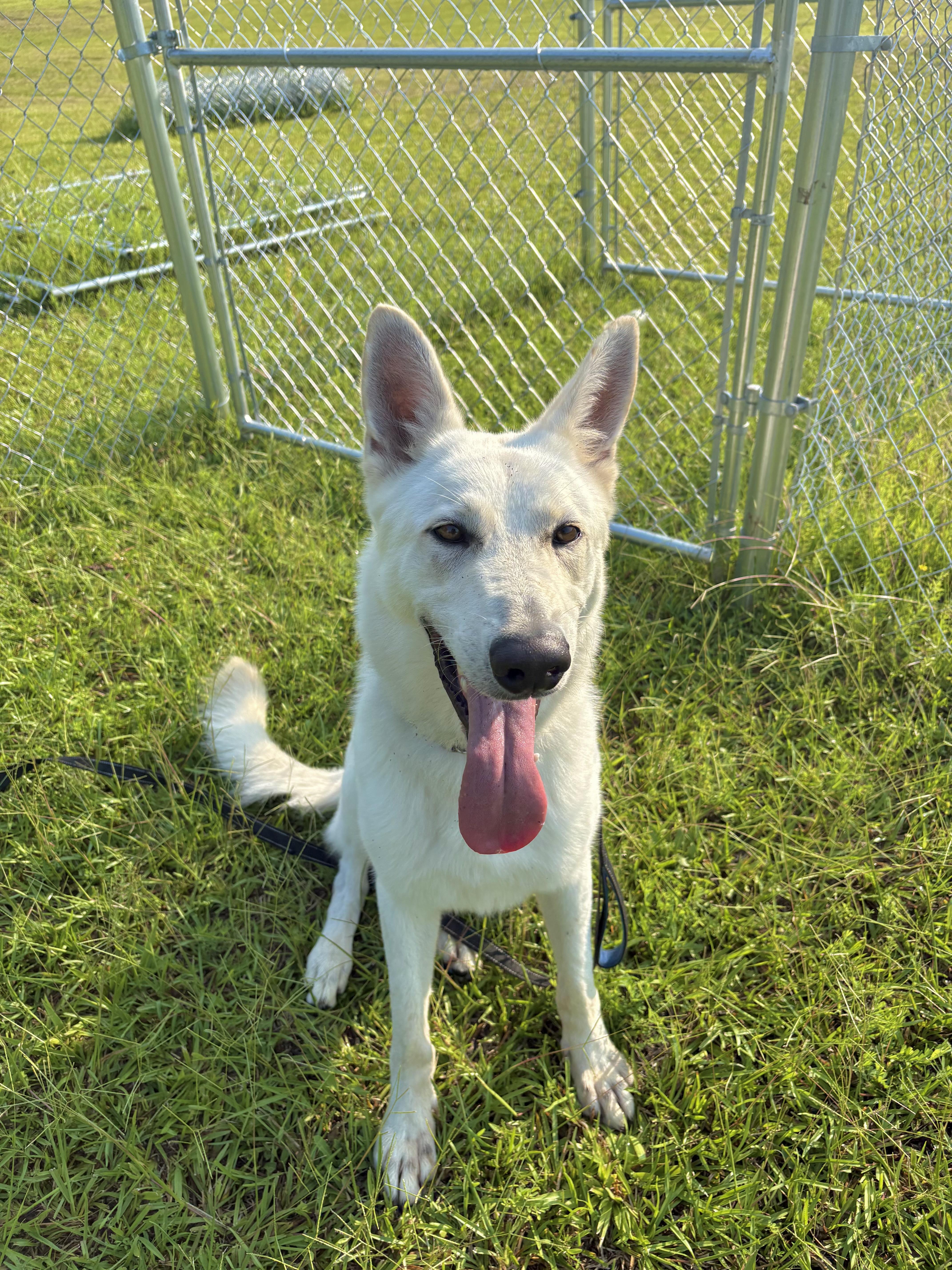 A young large-sized male White / Cream German Shepherd Dog dog named Titus for adoption in Winnsboro, SC