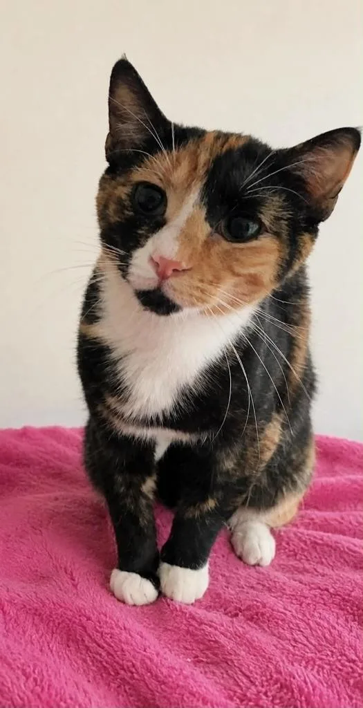Missy