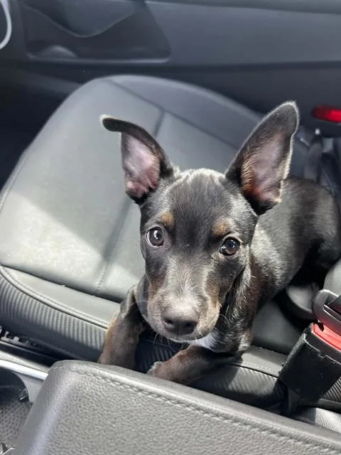 A young small-sized male Chihuahua dog named Sevro for adoption in Stockton, CA