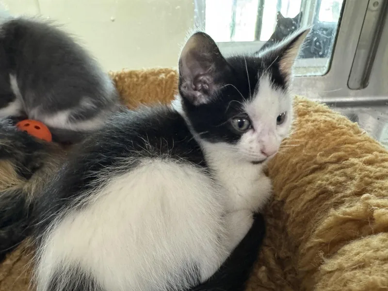A young medium-sized male Black & White / Tuxedo Domestic Short Hair cat named Hermie for adoption in Austin, MN