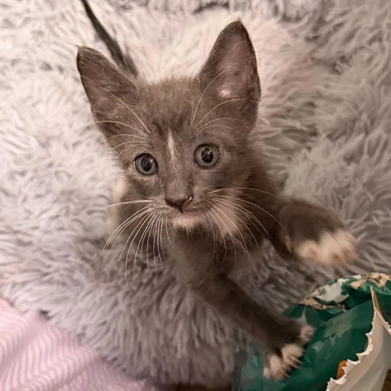 A baby small-sized male Gray / Blue / Silver Domestic Short Hair cat named Time Flies for adoption in Boerne, TX