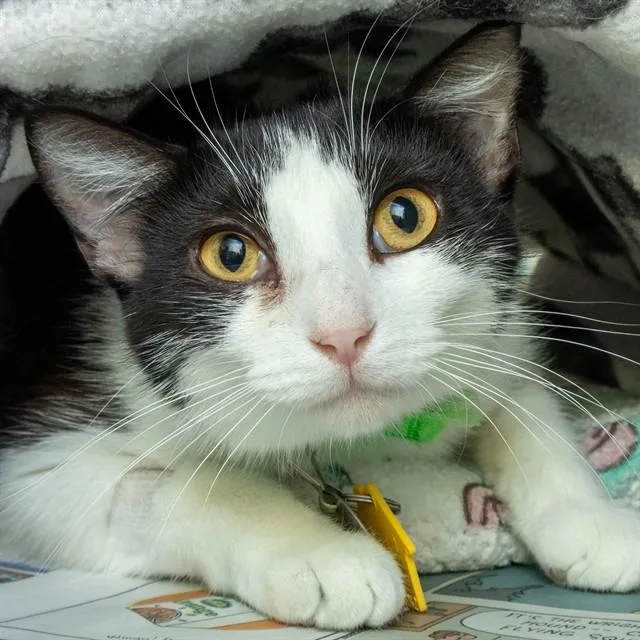A young small-sized female Domestic Short Hair cat named Petra for adoption in St. Louis, MO