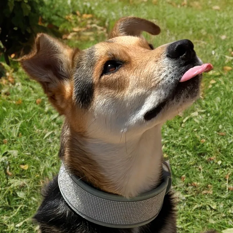 An adult medium-sized male Shepherd dog named Hubert for adoption in Kingman, AZ