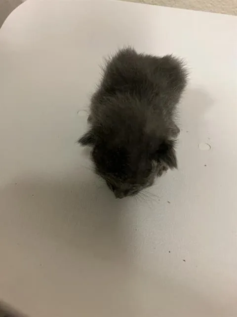 A baby small-sized male Domestic Short Hair cat named Marlo for adoption in Long Beach, CA