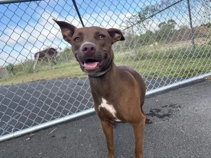 An adult medium-sized female Brown / Chocolate Labrador Retriever dog named Marsala for adoption in Harlingen, TX