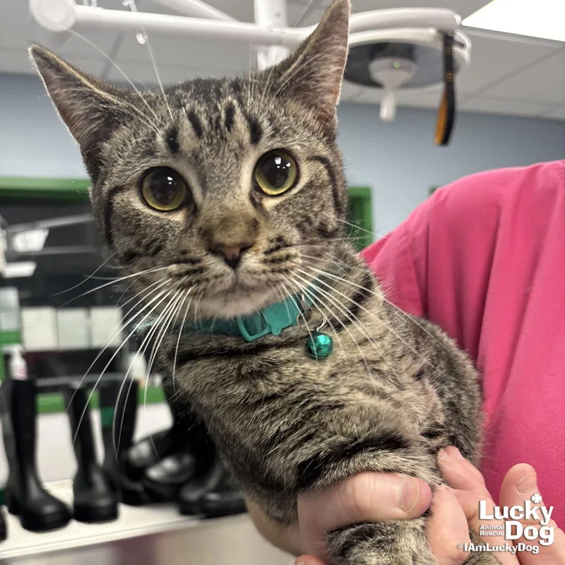 A young medium-sized male Domestic Short Hair cat named Babe Ruth for adoption in Washington, DC