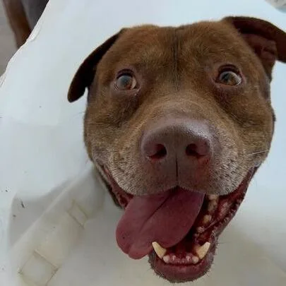 An adult large-sized male Brown / Chocolate Pit Bull Terrier dog named Cowboy for adoption in Turlock, CA