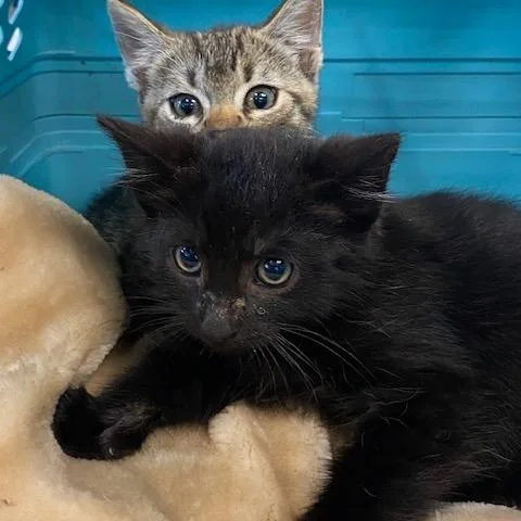 Chilaquil thumbnail 2