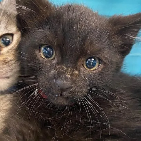 Chilaquil thumbnail 3