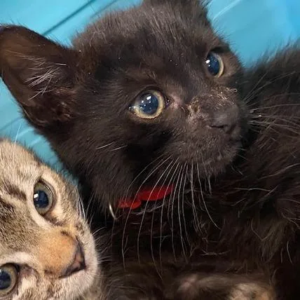 Chilaquil thumbnail 4