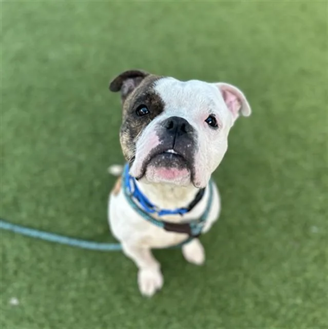 A young large-sized male Mixed Breed dog named Lot for adoption in Dallas, TX
