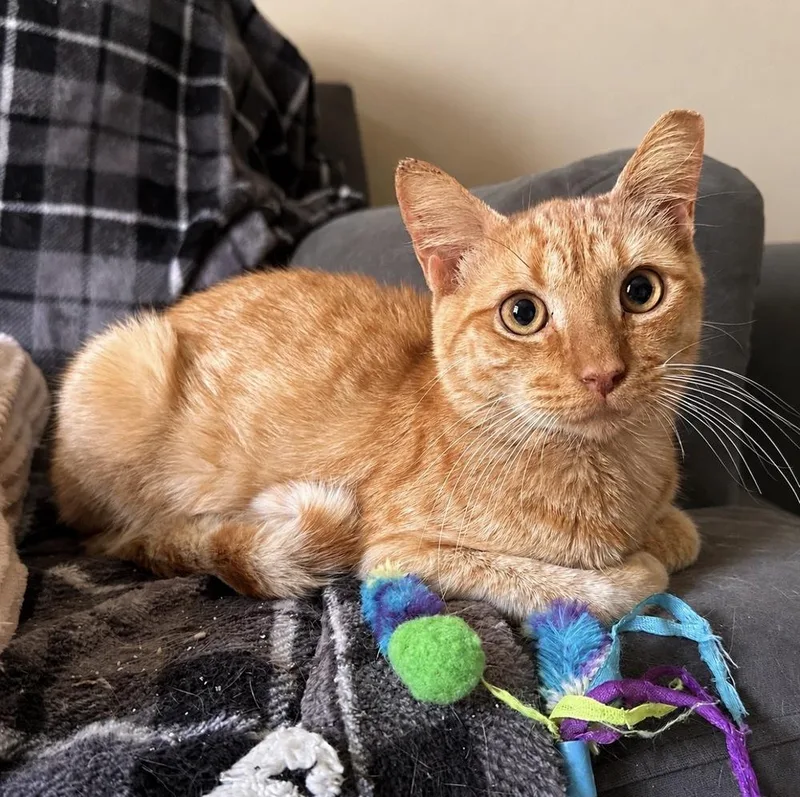 An adult medium-sized male Tabby (Orange / Red) Domestic Medium Hair cat named Enzo for adoption in Panama City Beach, FL