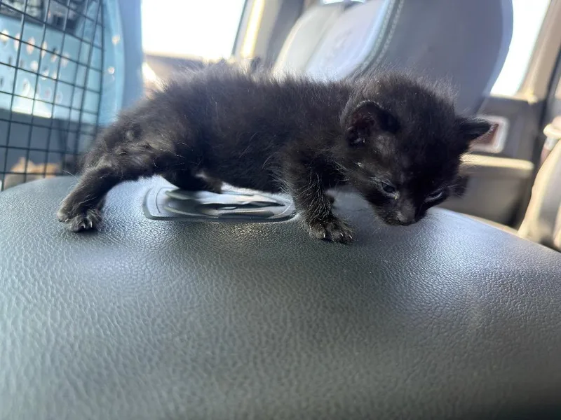 A baby small-sized male Domestic Short Hair cat named Miny for adoption in La Verkin, UT