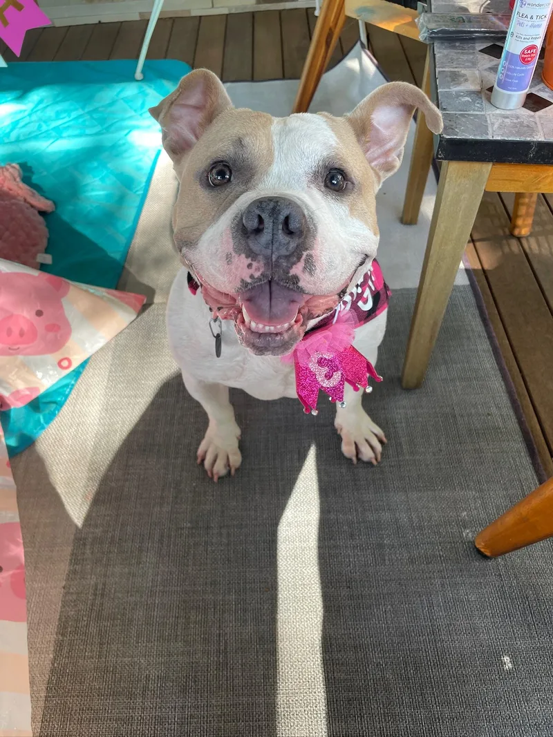 A young medium-sized female White / Cream Bulldog dog named Remy the Piglet for adoption in New York, NY