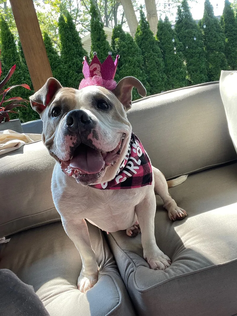 Remy the Piglet thumbnail 2