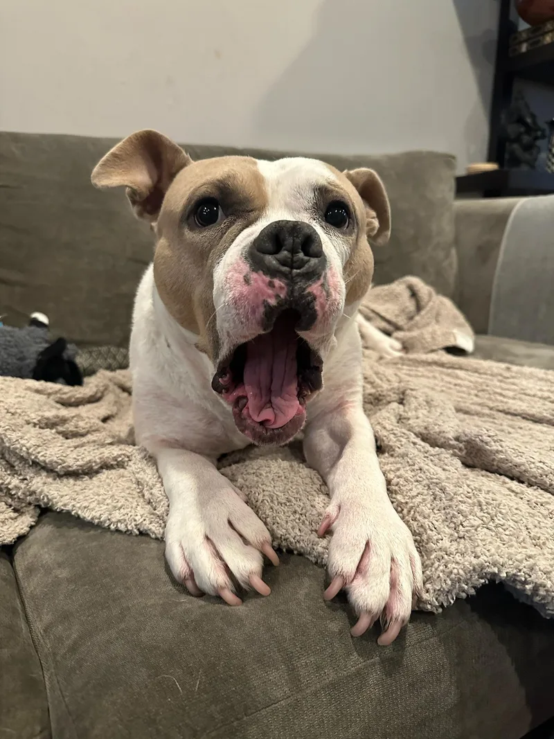 Remy the Piglet thumbnail 5