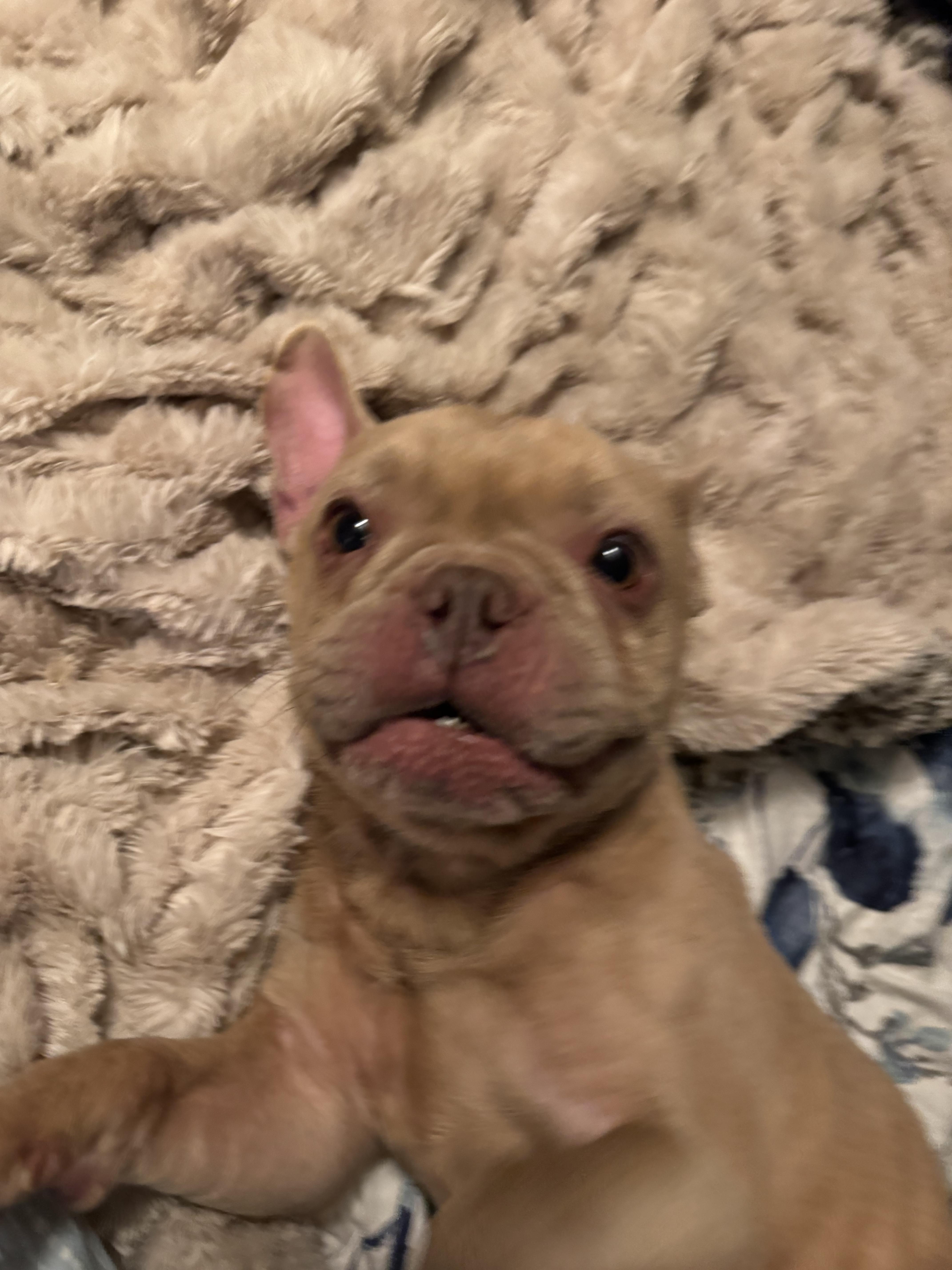 An adult small-sized male French Bulldog dog named Rocky for adoption in North Freedom, WI