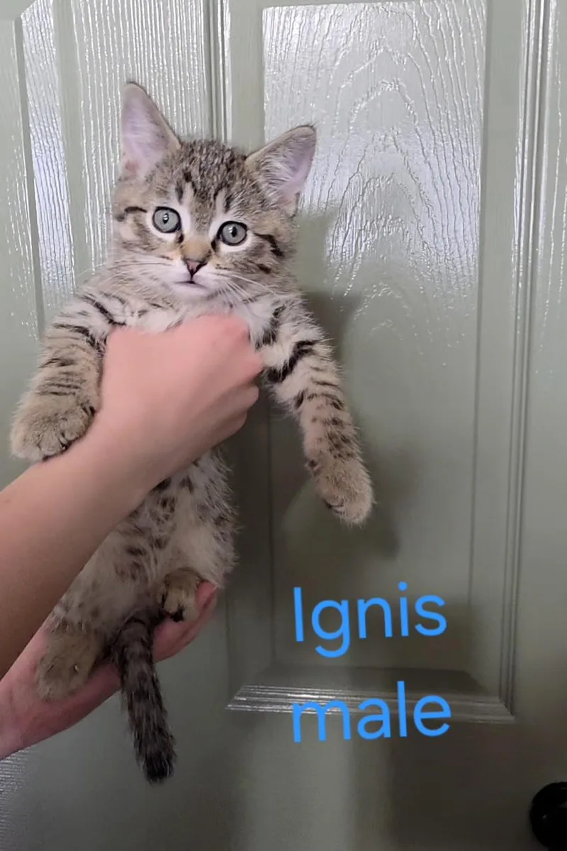 A baby small-sized male Domestic Short Hair cat named Ignis for adoption in Heyburn, ID