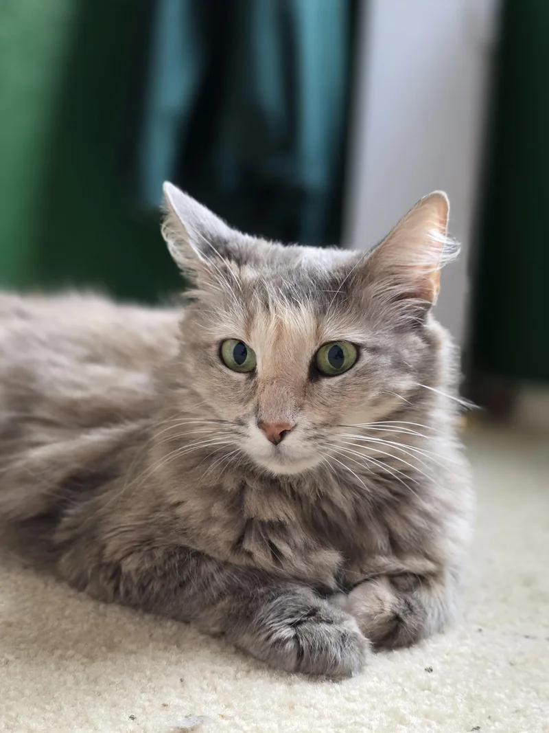 An adult medium-sized female Dilute Tortoiseshell Domestic Medium Hair cat named Gruyere for adoption in Schertz, TX