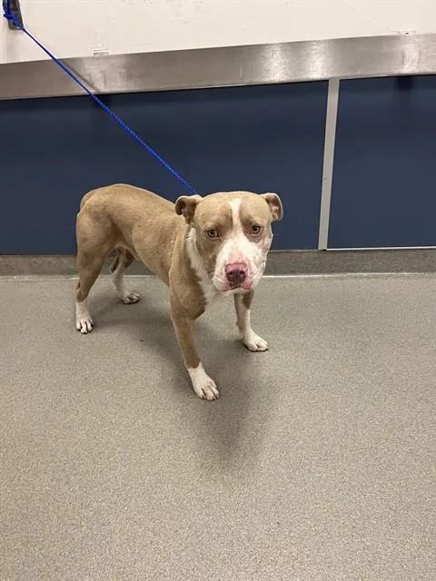 An adult large-sized male Terrier dog named Eggnog for adoption in Miami, FL