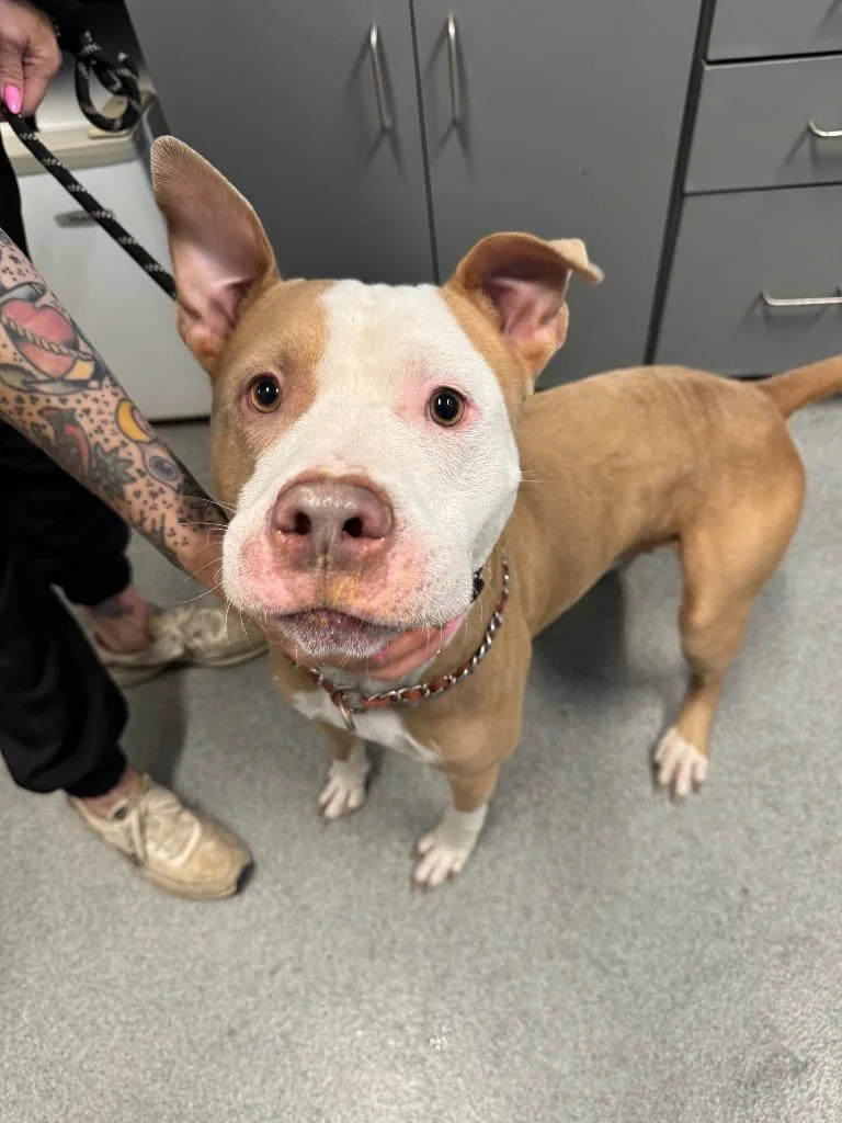 A young medium-sized male Pit Bull Terrier dog named Jif for adoption in Bloomington, IN