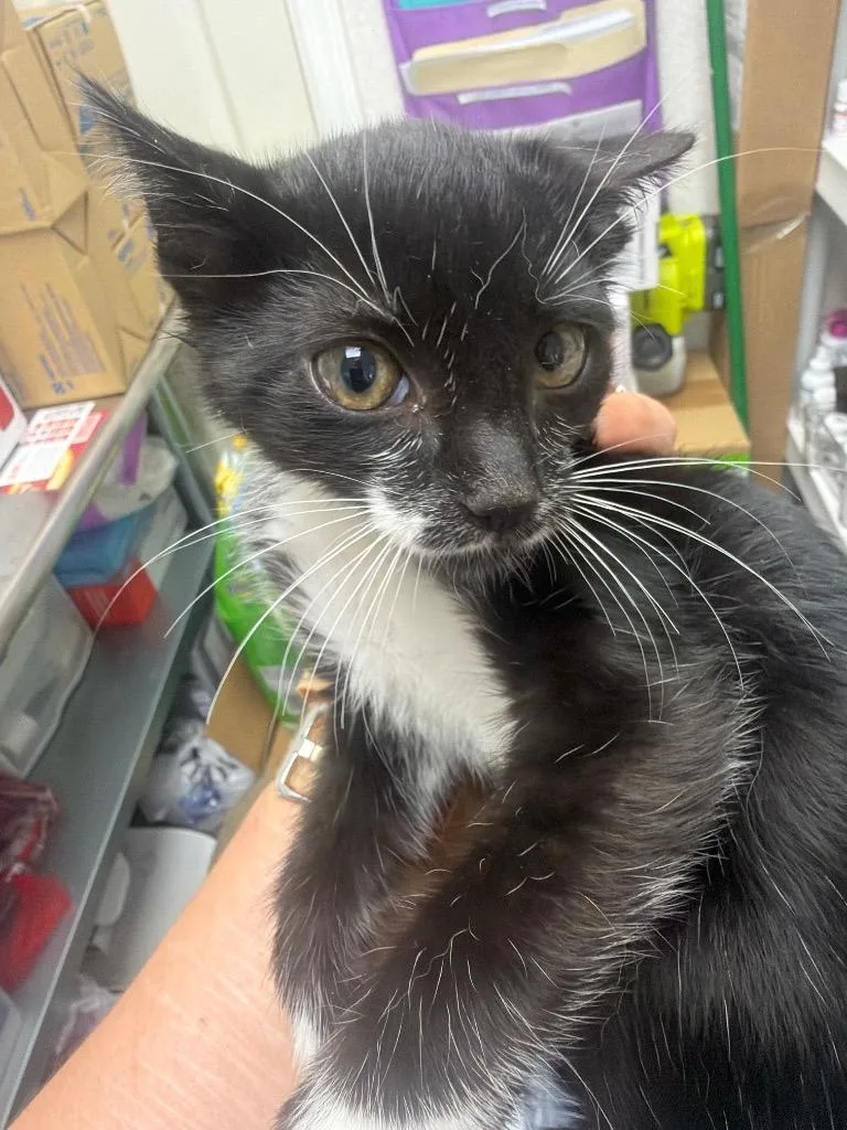 A baby medium-sized male Domestic Short Hair cat named Pho for adoption in Pomona, NY
