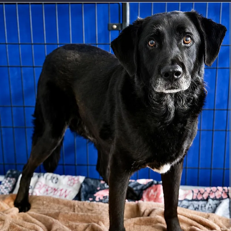 A senior medium-sized male Black Mixed Breed dog named Buddy for adoption in DeKalb, IL