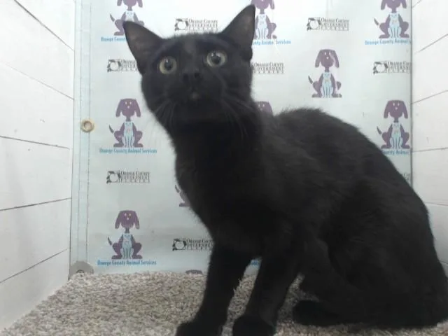 A young medium-sized male Domestic Short Hair cat named Red for adoption in Orlando, FL