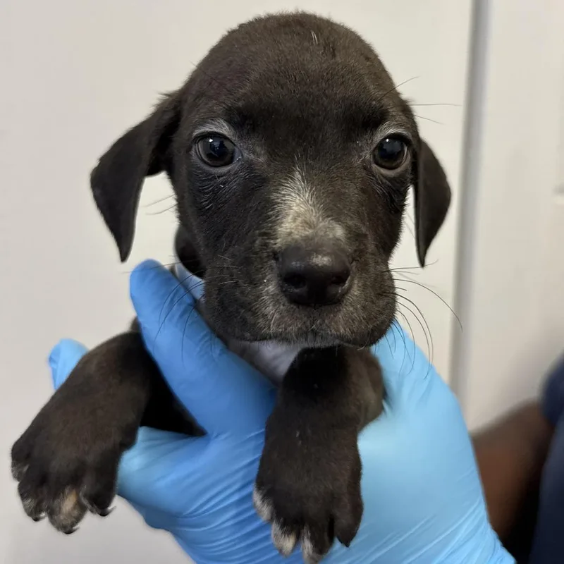 A baby small-sized male Black Pointer dog named Ralph for adoption in Hattiesburg, MS