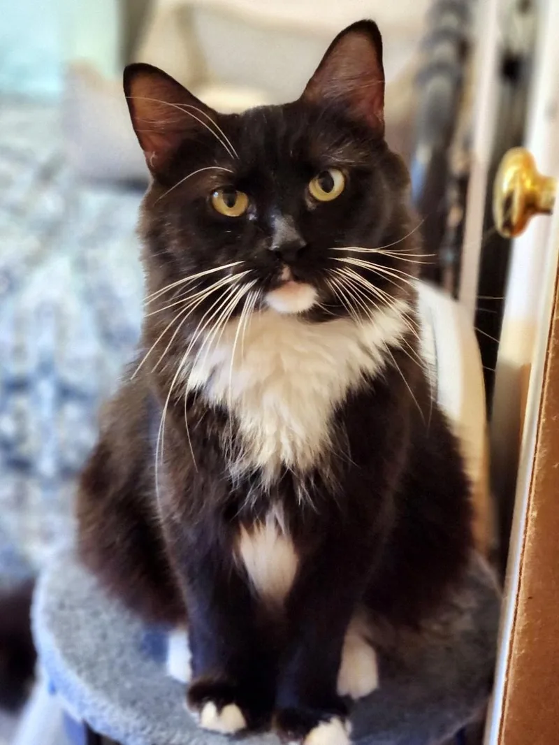 A young medium-sized female Domestic Medium Hair cat named Ava for adoption in Pittsburgh, PA