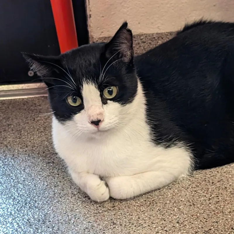 An adult large-sized male Domestic Short Hair cat named Hasbro for adoption in Sarasota, FL