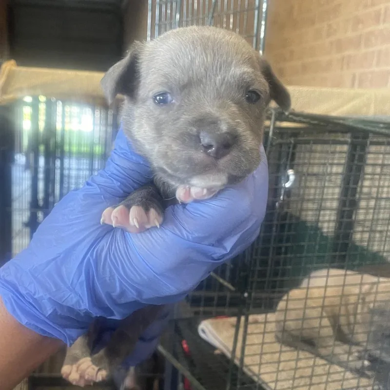 An adult medium-sized female Gray / Blue / Silver Pit Bull Terrier dog named Cora for adoption in Birmingham, AL