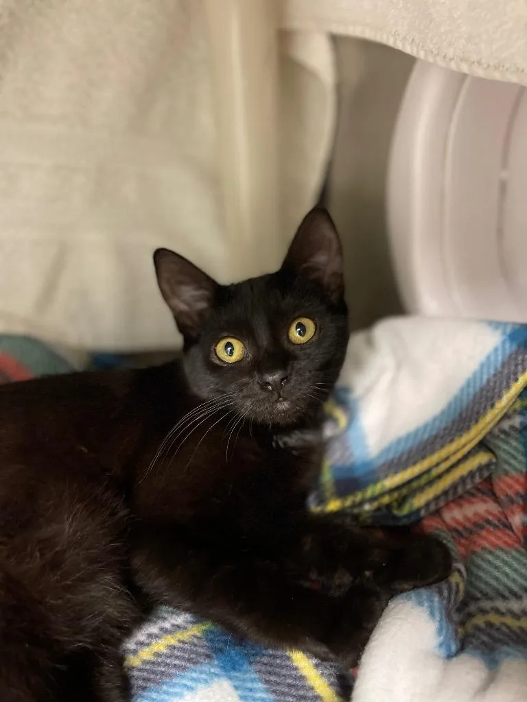 A baby small-sized female Domestic Short Hair cat named Izzy for adoption in Grants Pass, OR