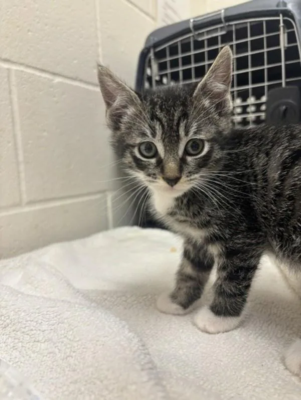 A baby small-sized male Domestic Short Hair cat named Peanut Butter Fish for adoption in Santa Rosa, CA