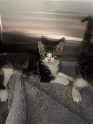 A baby small-sized female Domestic Medium Hair cat named Sicily for adoption in San Martin, CA