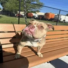 An adult medium-sized female Yellow / Tan / Blond / Fawn Bull Terrier dog named Chanel for adoption in Indianapolis, IN