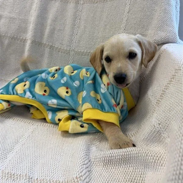 A baby small-sized female Terrier dog named Jolly Rancher for adoption in Long Beach, CA