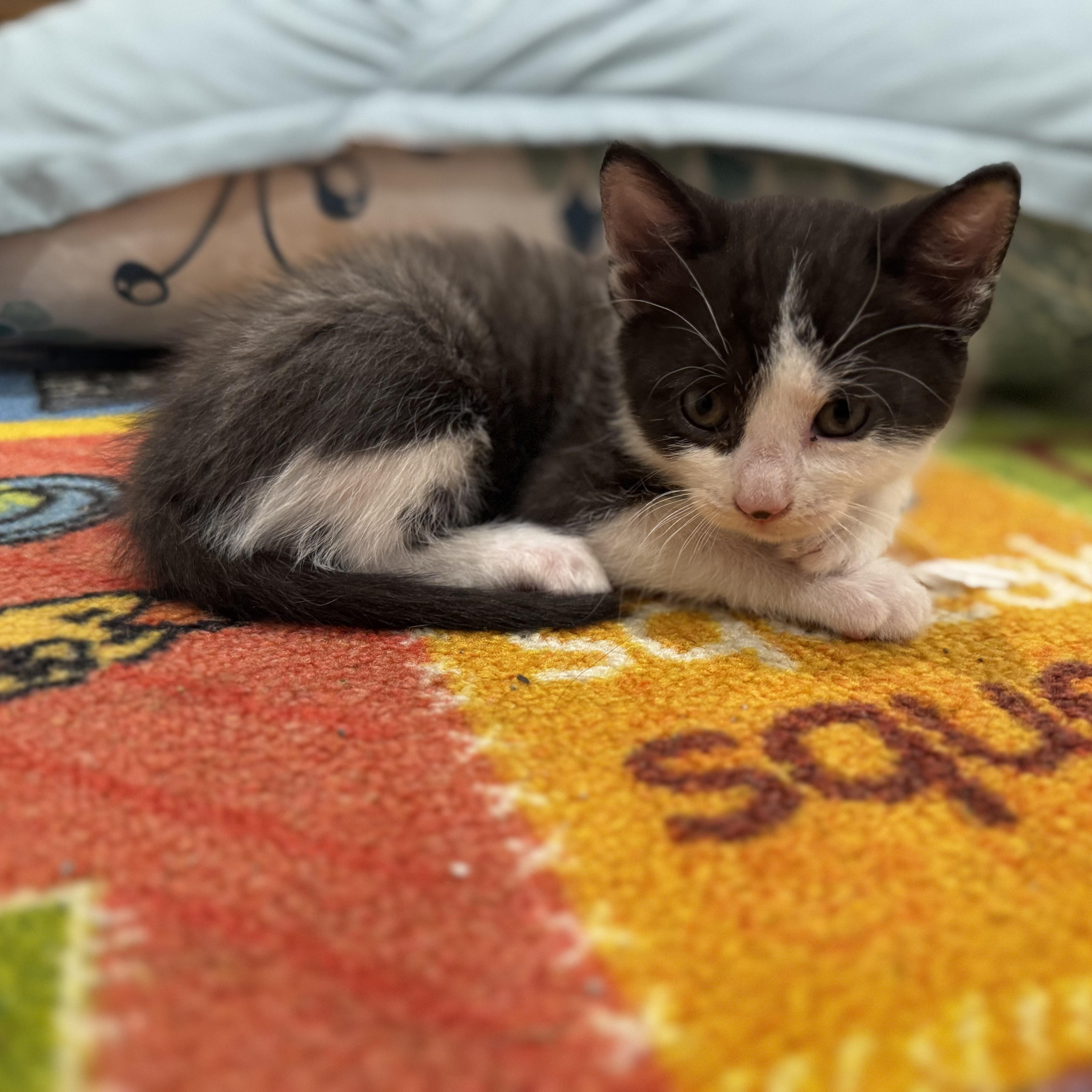 A baby medium-sized male Black Domestic Short Hair cat named Kaspian for adoption in Moriches, NY