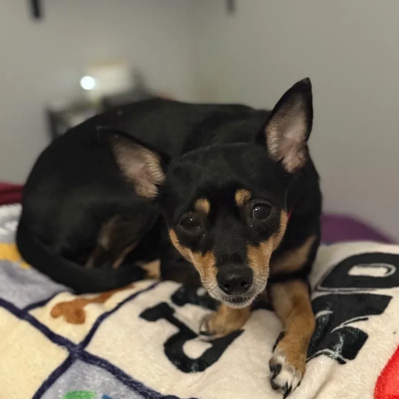 An adult small-sized female Black Miniature Pinscher dog named Callie for adoption in Bessemer, AL
