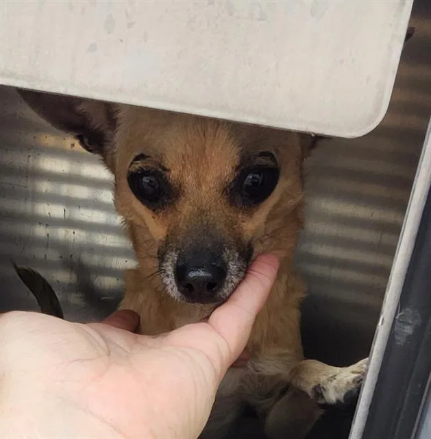An adult small-sized male Chihuahua dog named Sweet Pea for adoption in San Antonio, TX