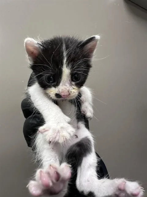 A baby small-sized female Domestic Short Hair cat named Jen for adoption in Ontario, CA