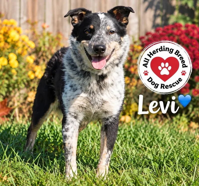 An adult medium-sized male Cattle Dog dog named Levi for adoption in Joliet, IL