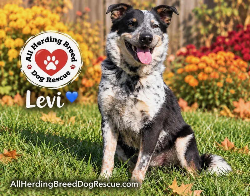 Levi thumbnail 2