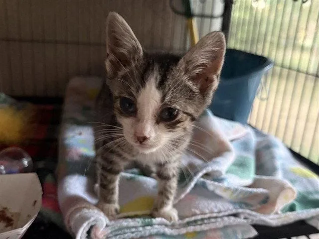 A baby small-sized male Gray / Blue / Silver Domestic Short Hair cat named Visa for adoption in Tavares, FL