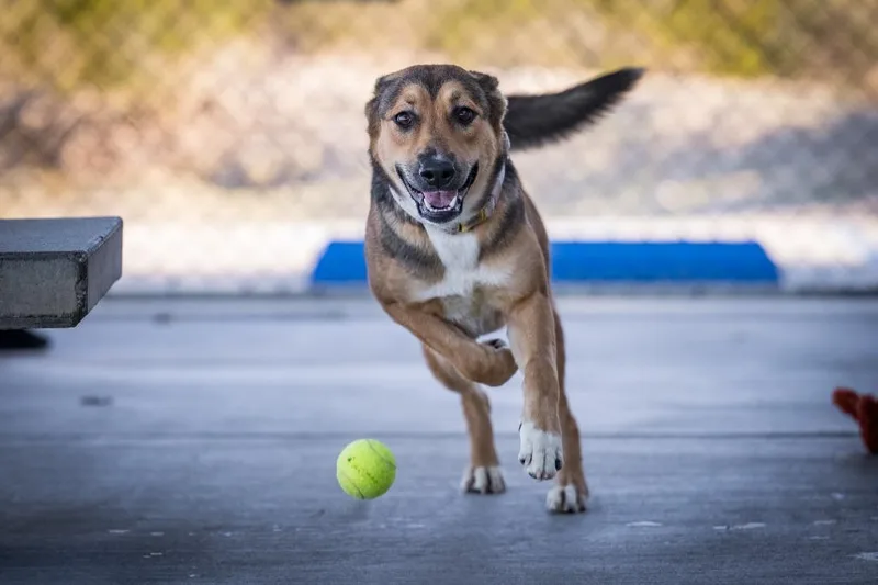 A baby medium-sized female Shepherd dog named Daisy May for adoption in Twentynine Palms, CA